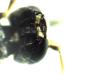 Hylaeus dilatatus